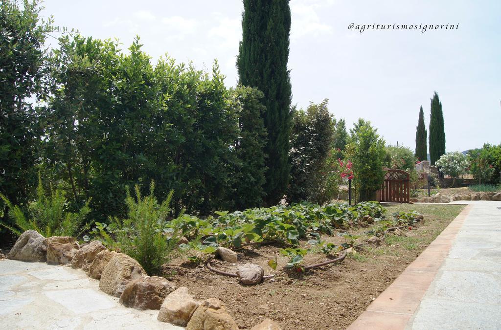 Agriturismo Signorini Orciatico Екстериор снимка