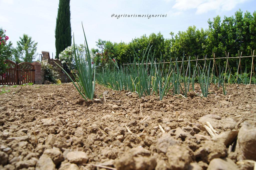 Agriturismo Signorini Orciatico Екстериор снимка